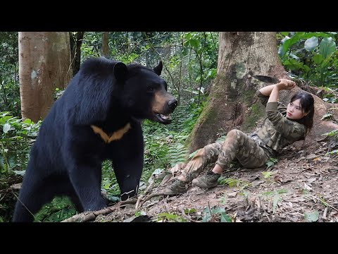 Setting Traps for a Giant Wild Bear, A Tense Survival