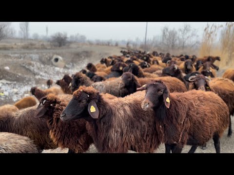 YONCALARDA SON BİR KAÇ GÜN PALAZ YALNIZ
