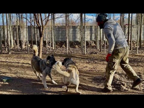 AYI İLE BOĞUŞAN KÖPEKLER
