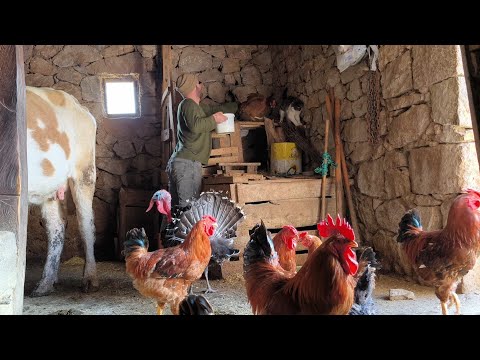 Hayvanlarımla Aile Oldum ve Yüksek Dağ Köyünde Gerçek