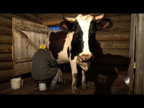 Making GUBADIA - TATAR traditional pie. From milking a cow