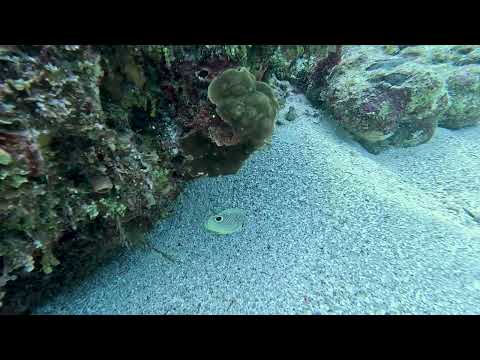 CLIP Dive 135 - Foureye Butterflyfish - Mary's Place