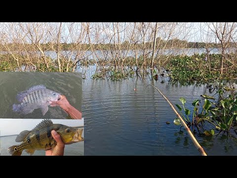Ilha das tilapias selvagens no Rio marinheiro Pescamos e