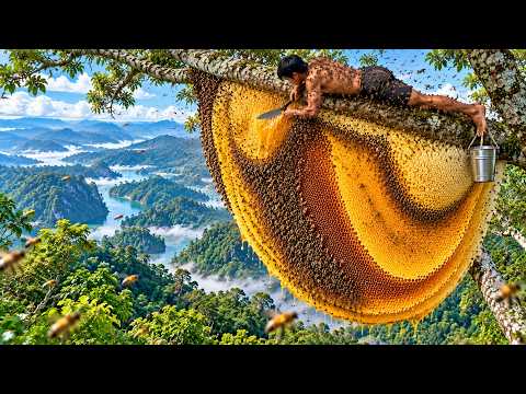 Tree Climbing Master A perilous wild honey harvest high up