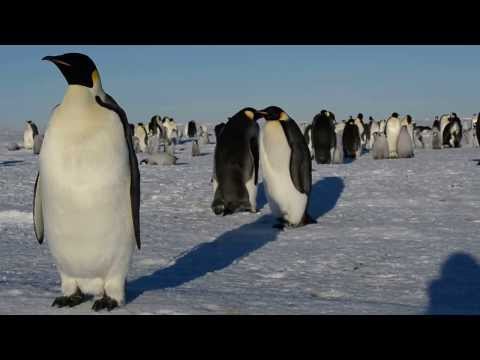 Penguins are our friends