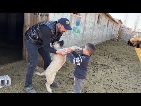 BOZO TAM CESUR KADAR OLMUŞ --SATILIK 250 TOKLU