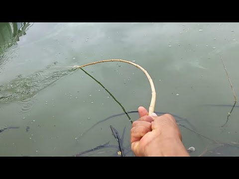Pescaria de Piau e tucunaré na varinha de bambu o cardume