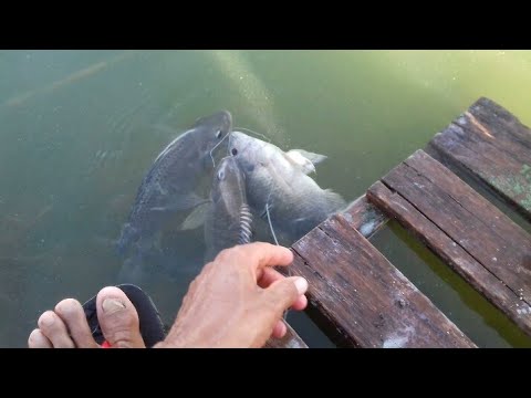 Pescaria de tilapia selvagem Derrepente tudo mudou Rio