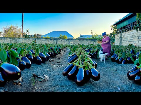 Eggplant Harvest: How To Make Eggplant Caviar! Incredibly