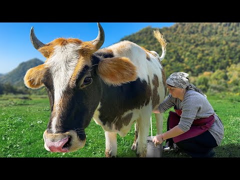 Rustic Cheese made from Fresh Milk Azerbaijani Dairy Food