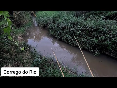 Esse córrego na beira da estrada é Incrível piau gigante