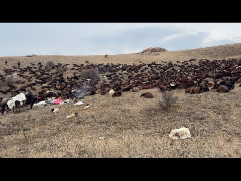 KAR KORKUSU SİNEK YAYLALARINDA- POZGEWR VE HIRÇO AV