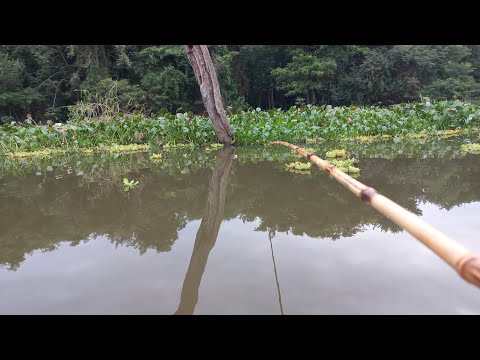 Pescaria caipira de tucunare traíra e Oscar no Rio Grande