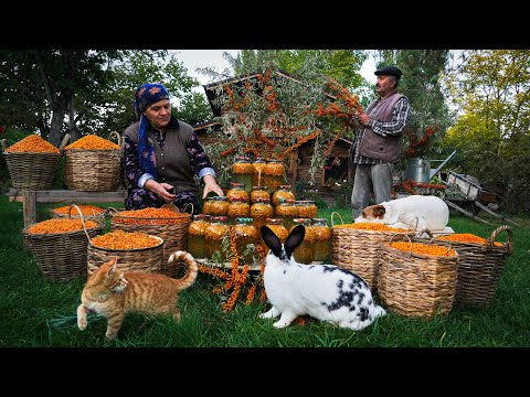 Sea Buckthorn Harvest & Winter Preservation A Seasonal