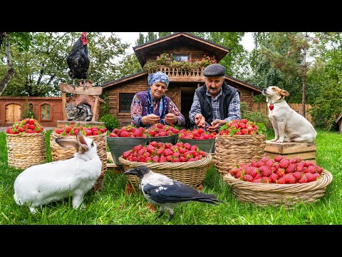 First Strawberry Harvest of the Year Making Strawberry