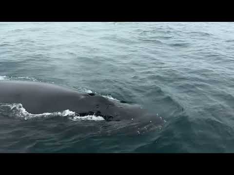 Spend Time with 15+ Humpbacks in an Aggregated Feeding