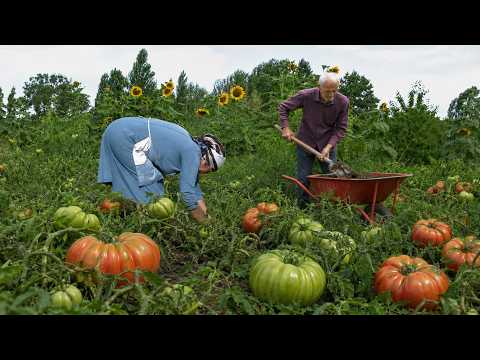 HARVESTİNG Green Tomatoes Village Life in Azerbaijan