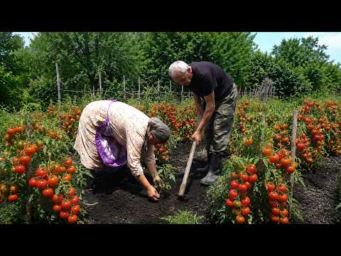 Growing TOMATOES Grandma and Grandpa Daily Life