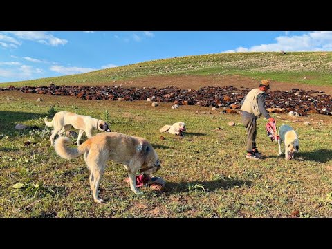 KÖPEKLERE ET ZİYAFETİ YAYLADA DOLU YAĞIŞI