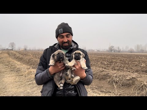 YENİ ENİK GETİRDİM-(BOZO)-KALABALIK KOYUN SÜRÜSÜ VE