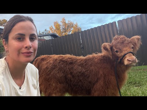 Enseñando a Matilda a caminar con correa… pero ella solo