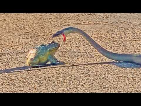 Frog Seems Chilled with Snake Biting it 100s of Times -