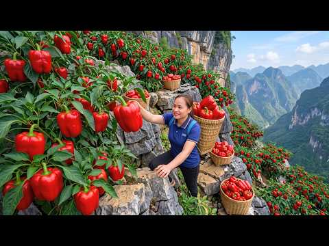 Harvesting 500 Kg of Bell Peppers and Transporting Them to