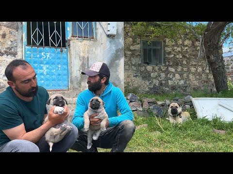 KURT BOĞAN KANGALLARIN YAVRULARI