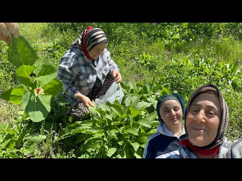 Yazıhan kırsalının düzlüklerinde çeşit çeşit yabani otlar