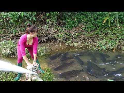 Amazing Catch Fish in Wild Lake | Village Lady Catching