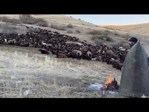 KÖPEKLER BİRBİRLERİNE ALIŞIYOR - ATEŞ BAŞI KURT SOHBETLERİ