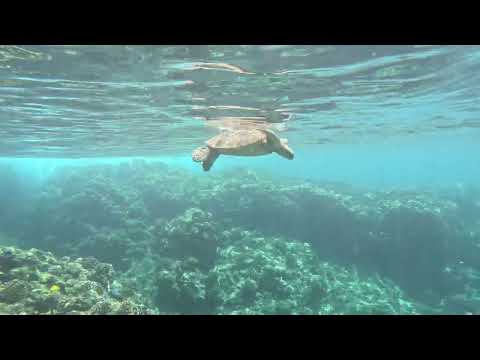 Blackrock Snorkeling Maui, Hawaii May 2026