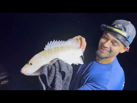 Pesca en Miami de yellowtails snapper groupers y jacks