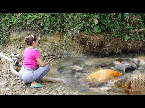 Survival Skills | Amazing Fishing, Harvesting Many Big Fish