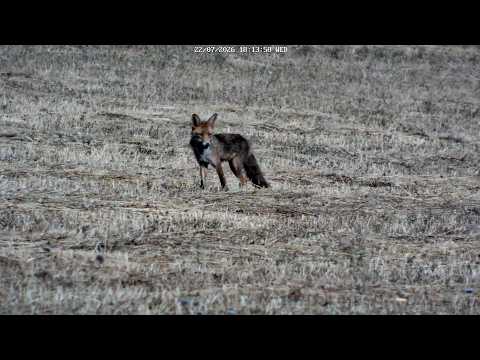 Renard et gale ?