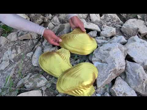 Freshwater giant mussels, filled with precious purple