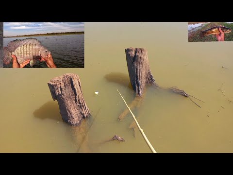Pescaria de tilápias selvagens gigante e traíra na procura
