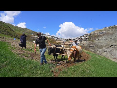 Hard Life in mountain DAGESTAN Village. How people live in