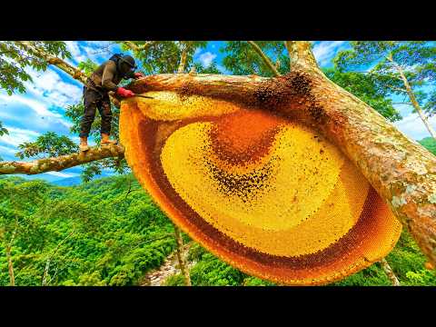 The perilous journey to hunt for giant wild honey in
