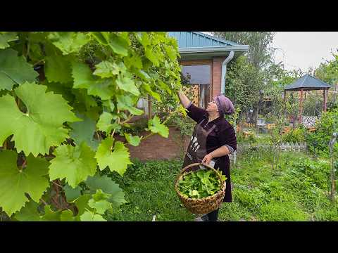 Harvesting Fresh Grape Leaf & The Most Delicious Dolma