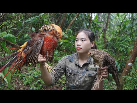 Detect traces of rare forest birds, set traps to catch