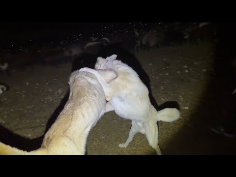 POZGEWR VE DELİ GECE YARISI BOĞUŞTU ÇOK KÖTÜ YARALANMALAR