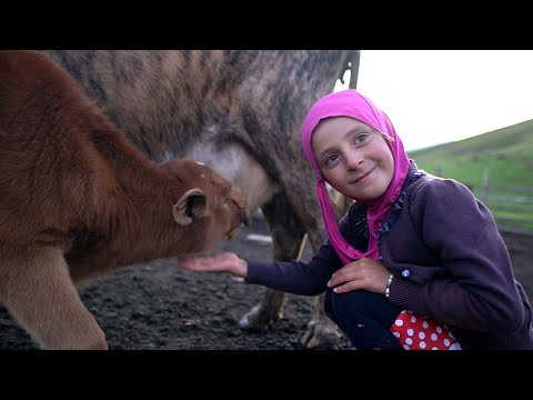 Life in MOUNTAINS of Dagestan. Milking cow and making
