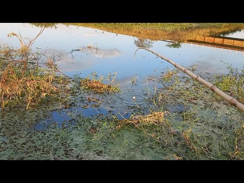 Pescaria caipira de traíra Era só da um toquinho na boia