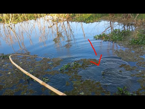 Só trairão Bruto no Bambu Pescaria caipira Pescaria Raiz