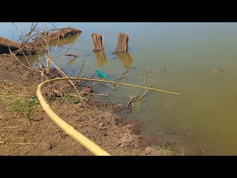 O loco era um cardume de pequenos de repente os gigantes