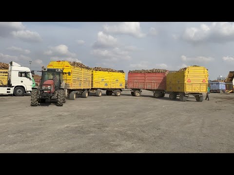 KONYANIN EN HIZLI ÇİFTÇİSİ İLE TARLADAN FABRİKAYA 90 TON