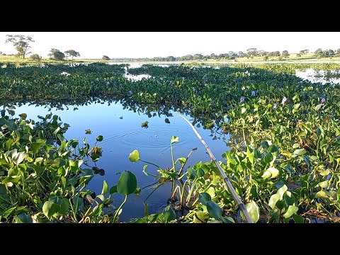 Era para ser Pescaria de tucunare Mais os Oscar Gigantes