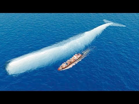 Dünyanın En Büyük Balinasının Yapabildiği