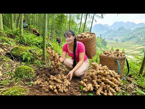 Harvesting Rare High Hill Ginger to Sell at Market